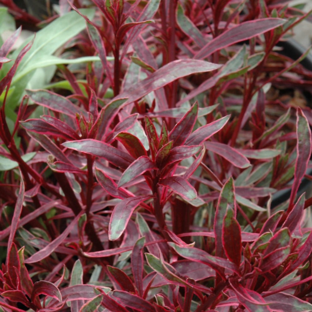 GAURA PASSIONATE RAINBOW