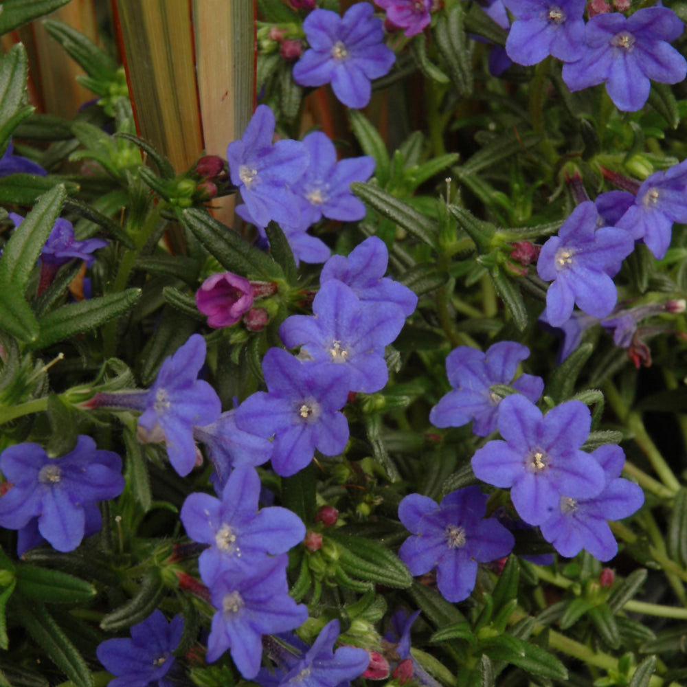 LITHODORA GRACE WARD