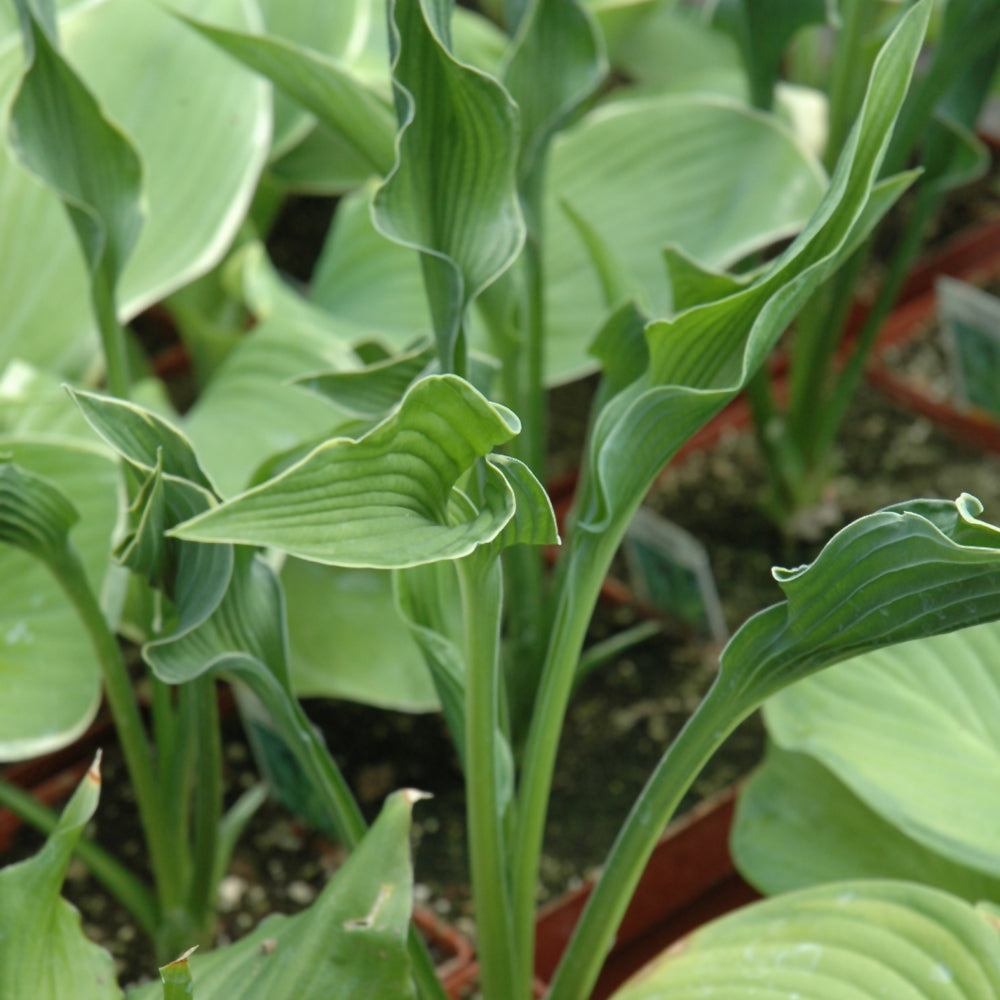 HOSTA PRAYING HANDS