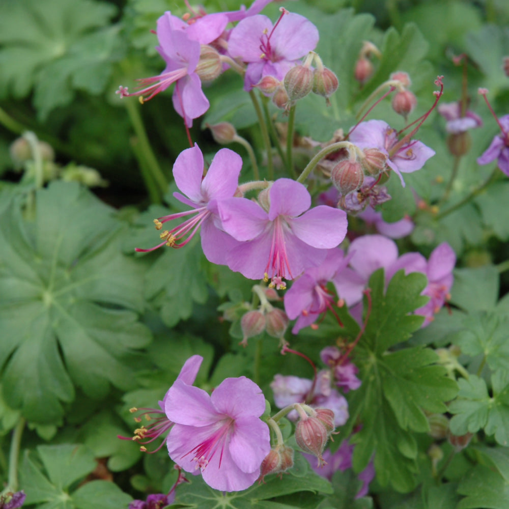 GERANIUM CAMBRIDGE