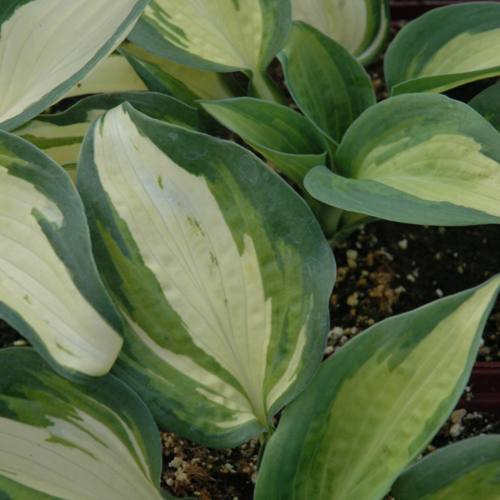 HOSTA LAKESIDE CUPCAKE
