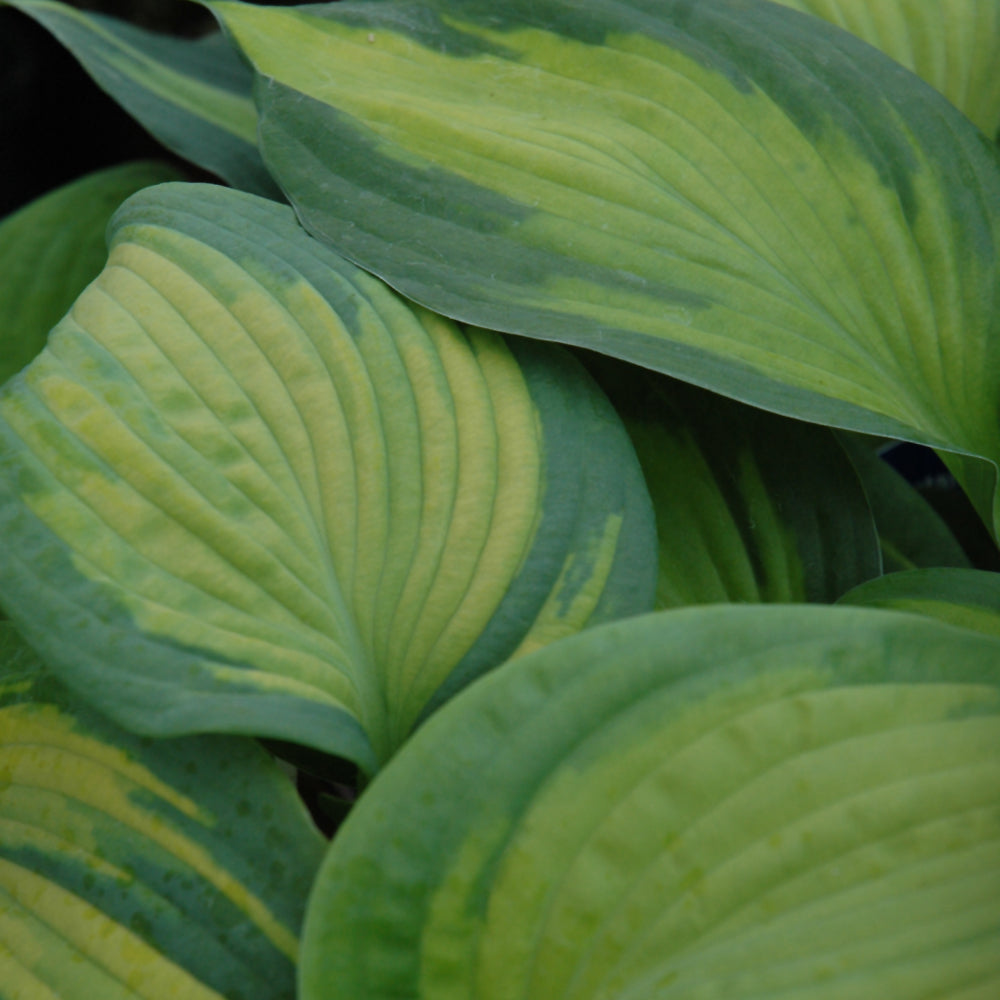 HOSTA BROTHER STEFAN