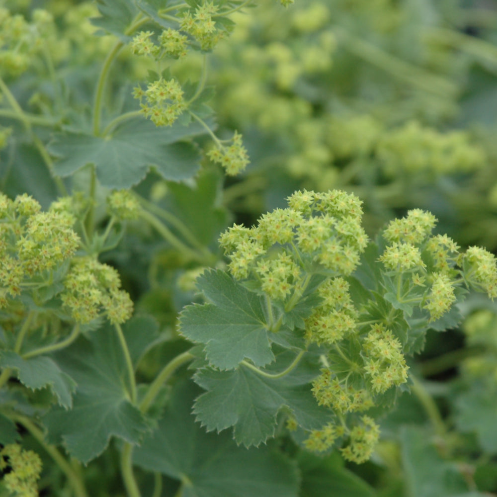ALCHEMILLA GOLD STRIKE