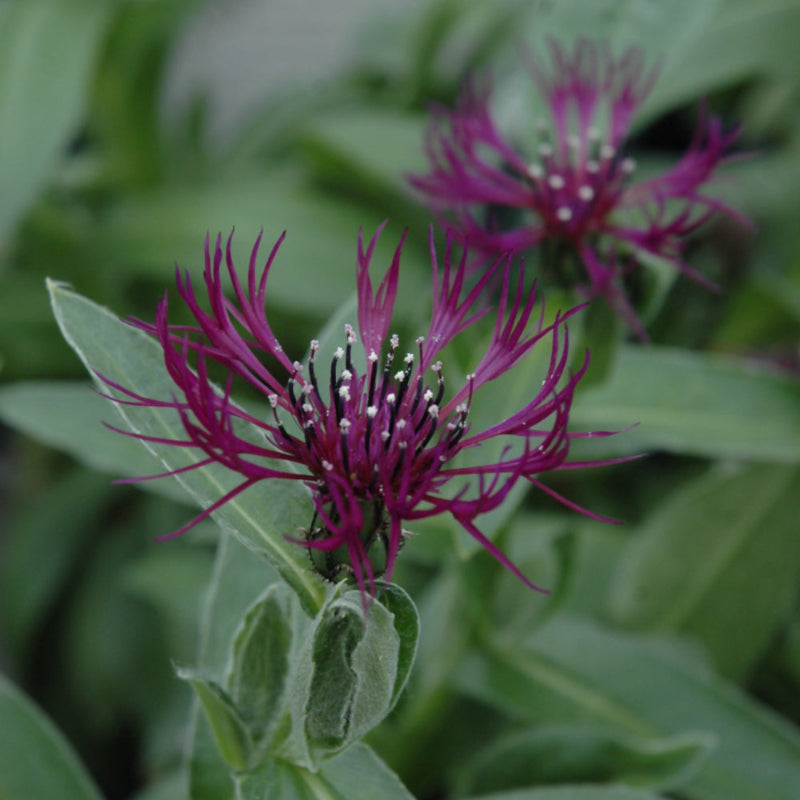 CENTAUREA AMETHYST DREAM