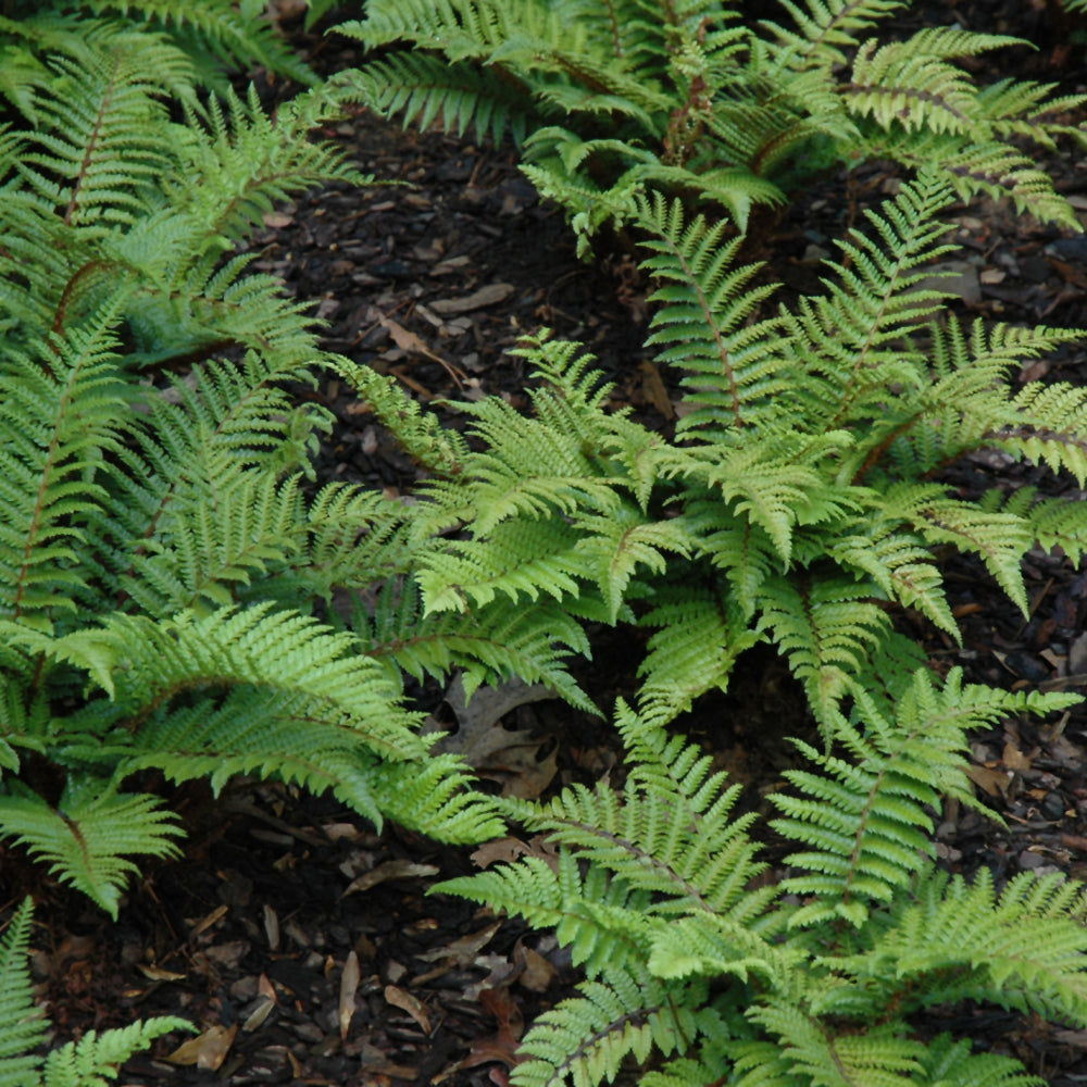 POLYSTICHUM POLYBLEPHARUM