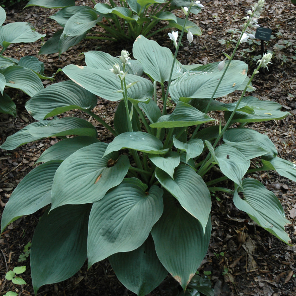HOSTA BLUE ANGEL