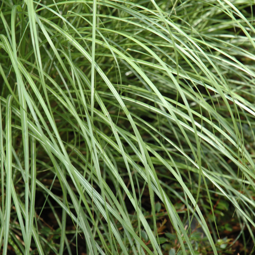 MISCANTHUS LITTLE KITTEN