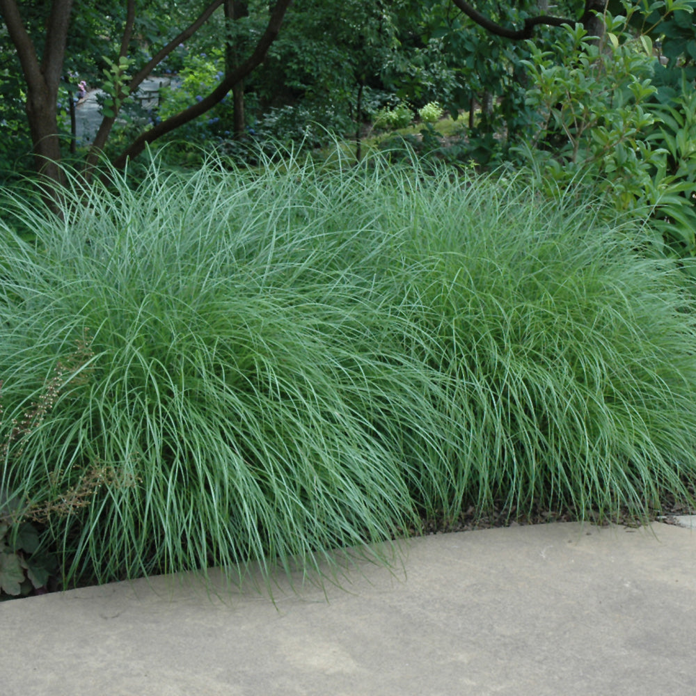 MISCANTHUS LITTLE KITTEN