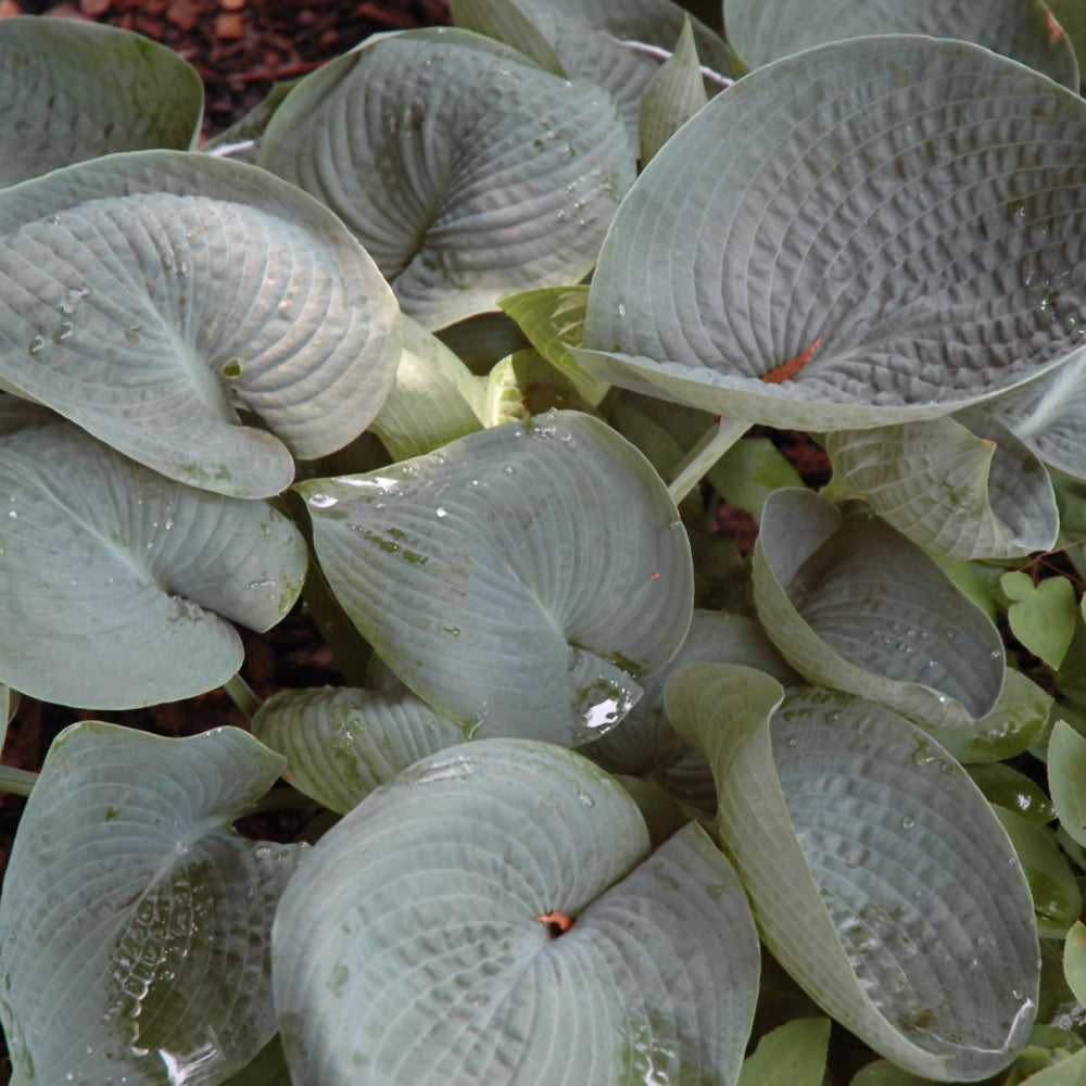 HOSTA ABIQUA DRINKING GOURD