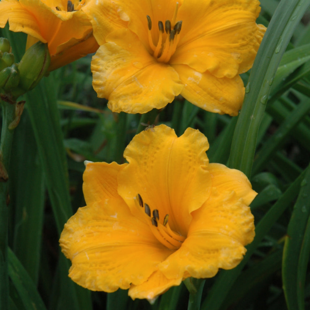 HEMEROCALLIS CHICAGO SUNRISE