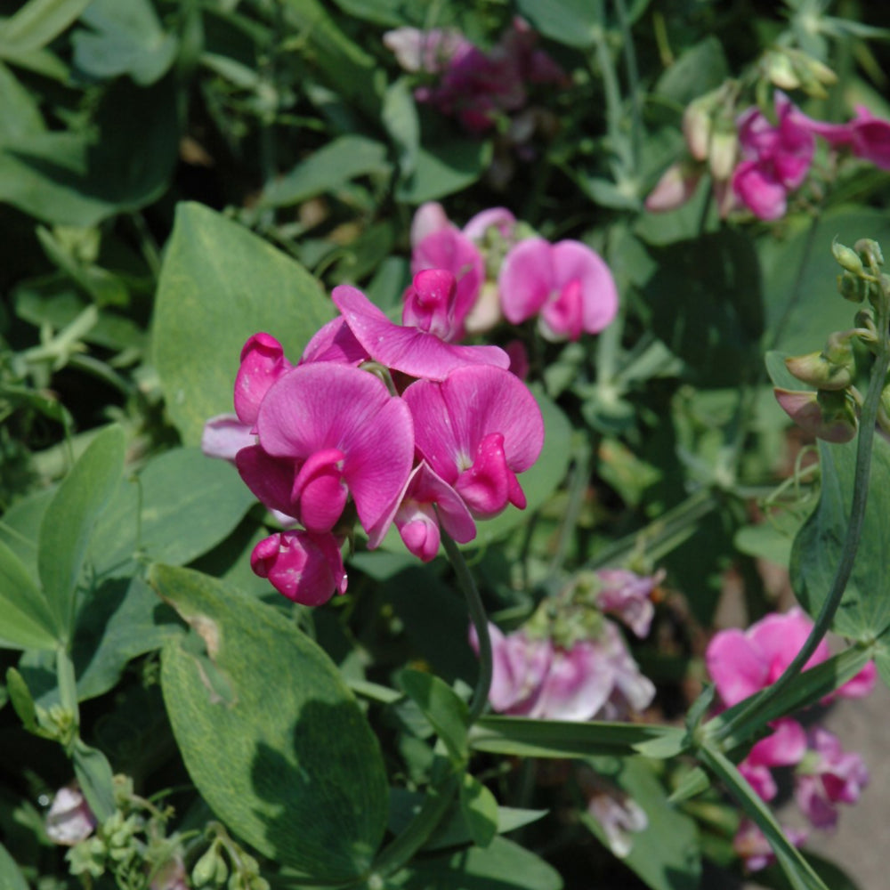 LATHYRUS LATIFOLIUS