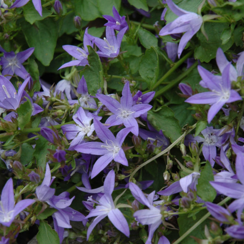 CAMPANULA POSCHARSKYANA