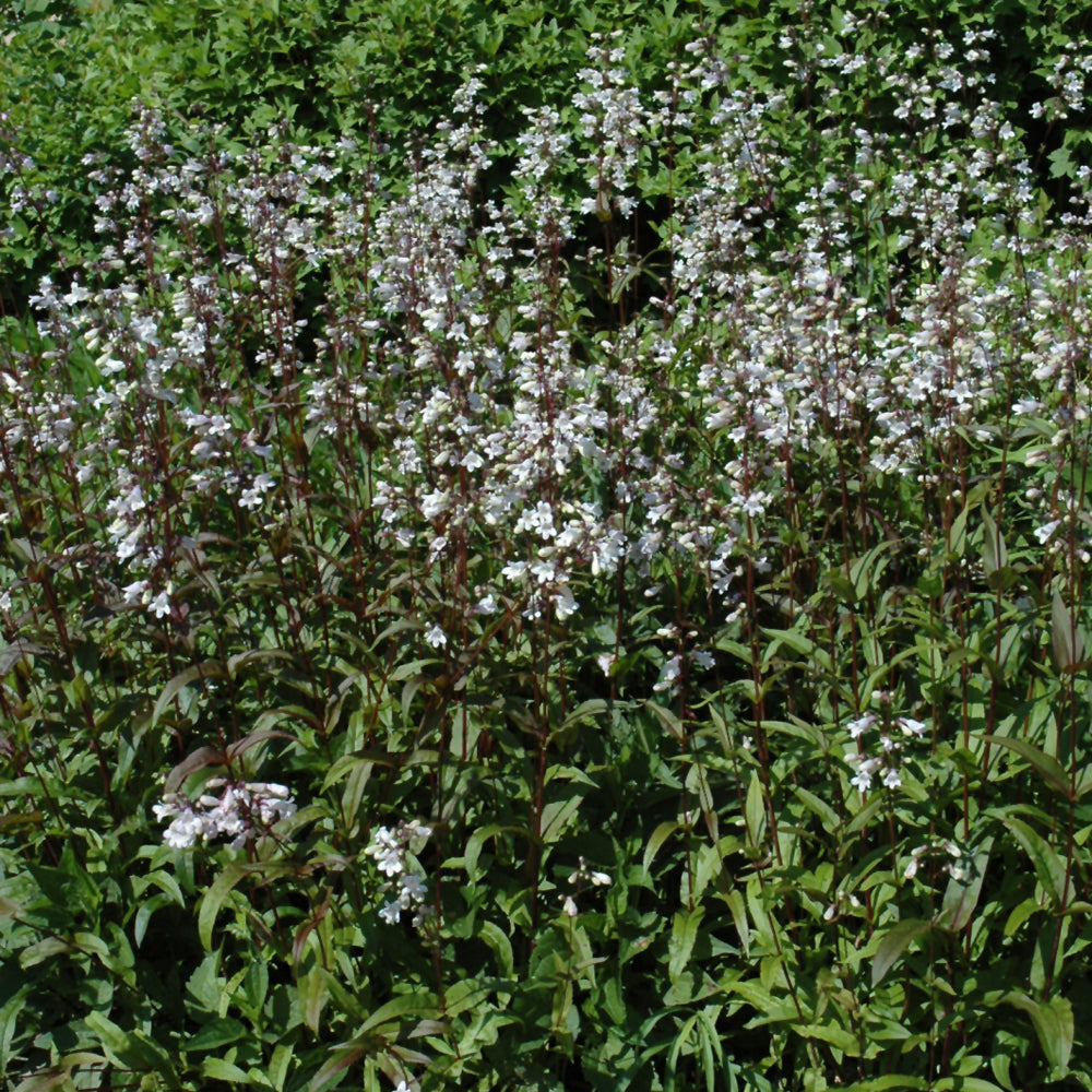 PENSTEMON HUSKER RED