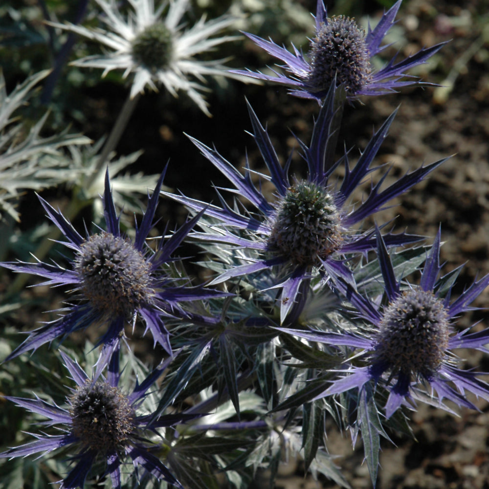 ERYNGIUM BIG BLUE