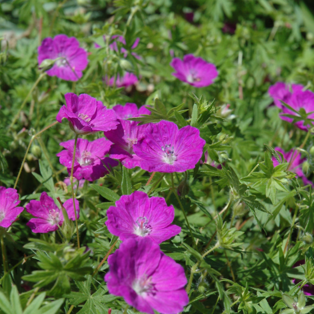 GERANIUM NEW HAMPSHIRE PURPLE