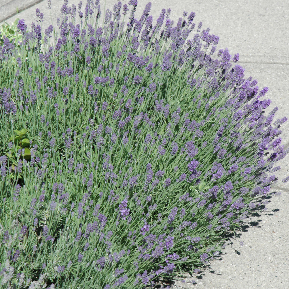 LAVANDULA MUNSTEAD