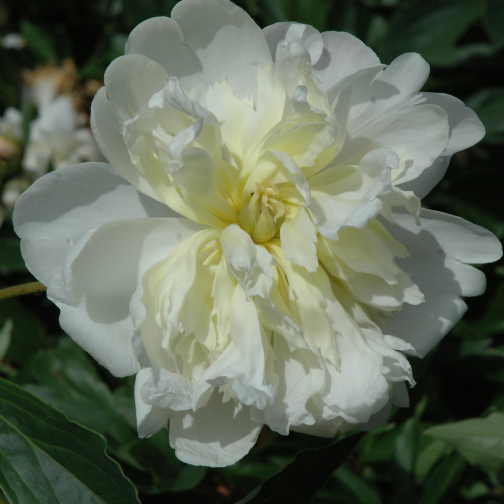 PAEONIA PRIMEVERE