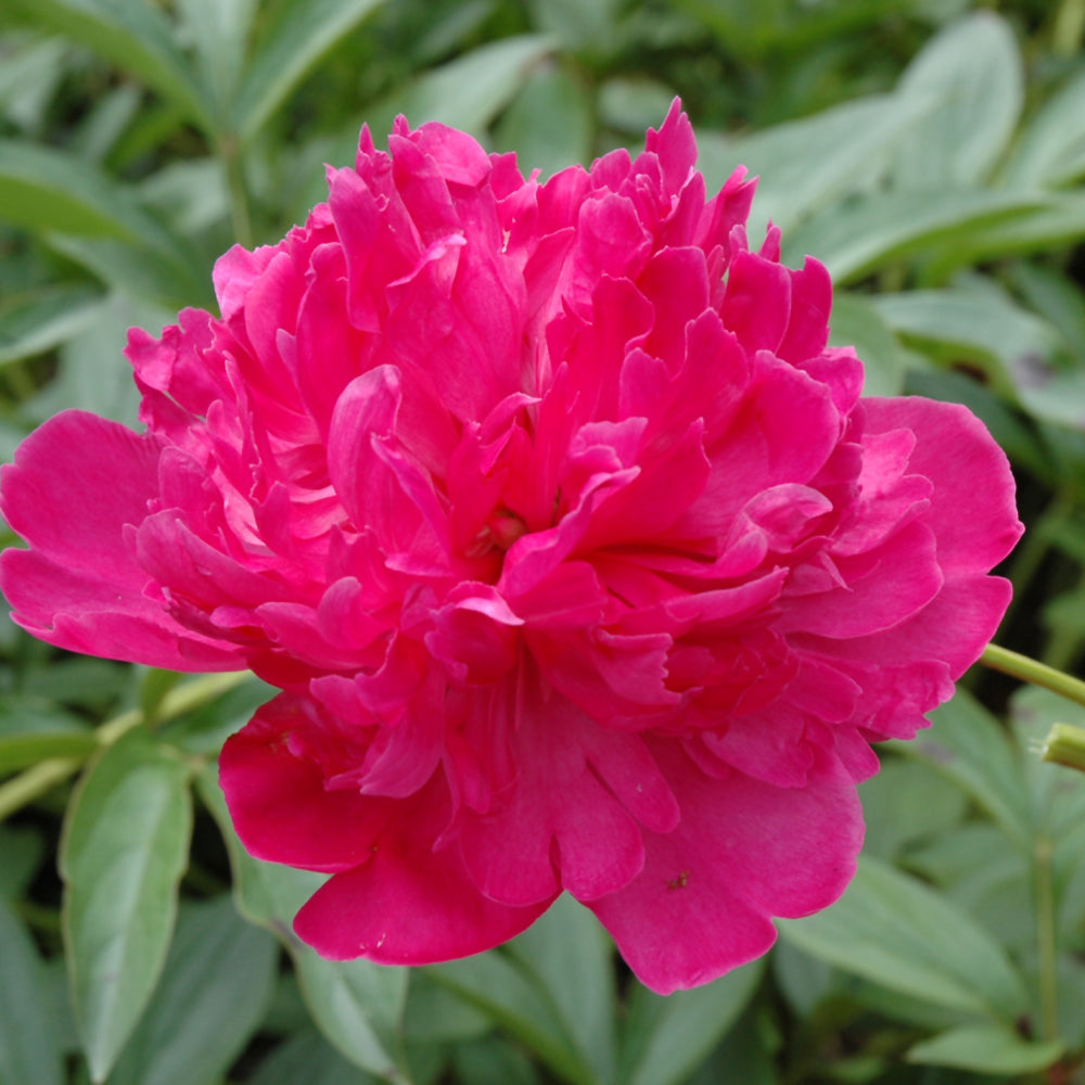 PAEONIA FELIX CROUSSE