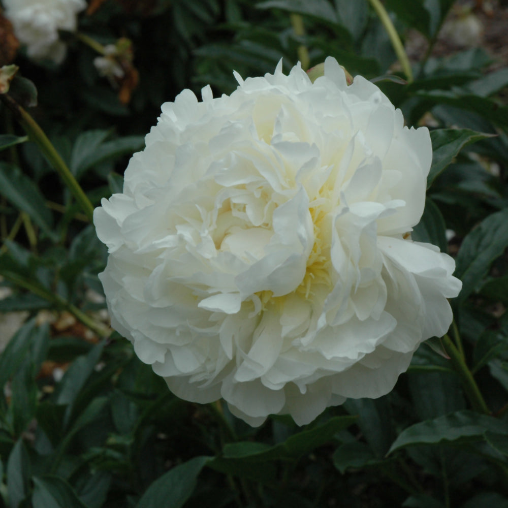 PAEONIA MARIE LEMOINE