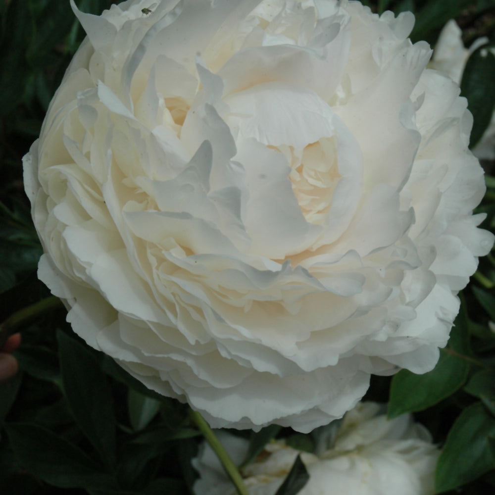 PAEONIA SOLANGE