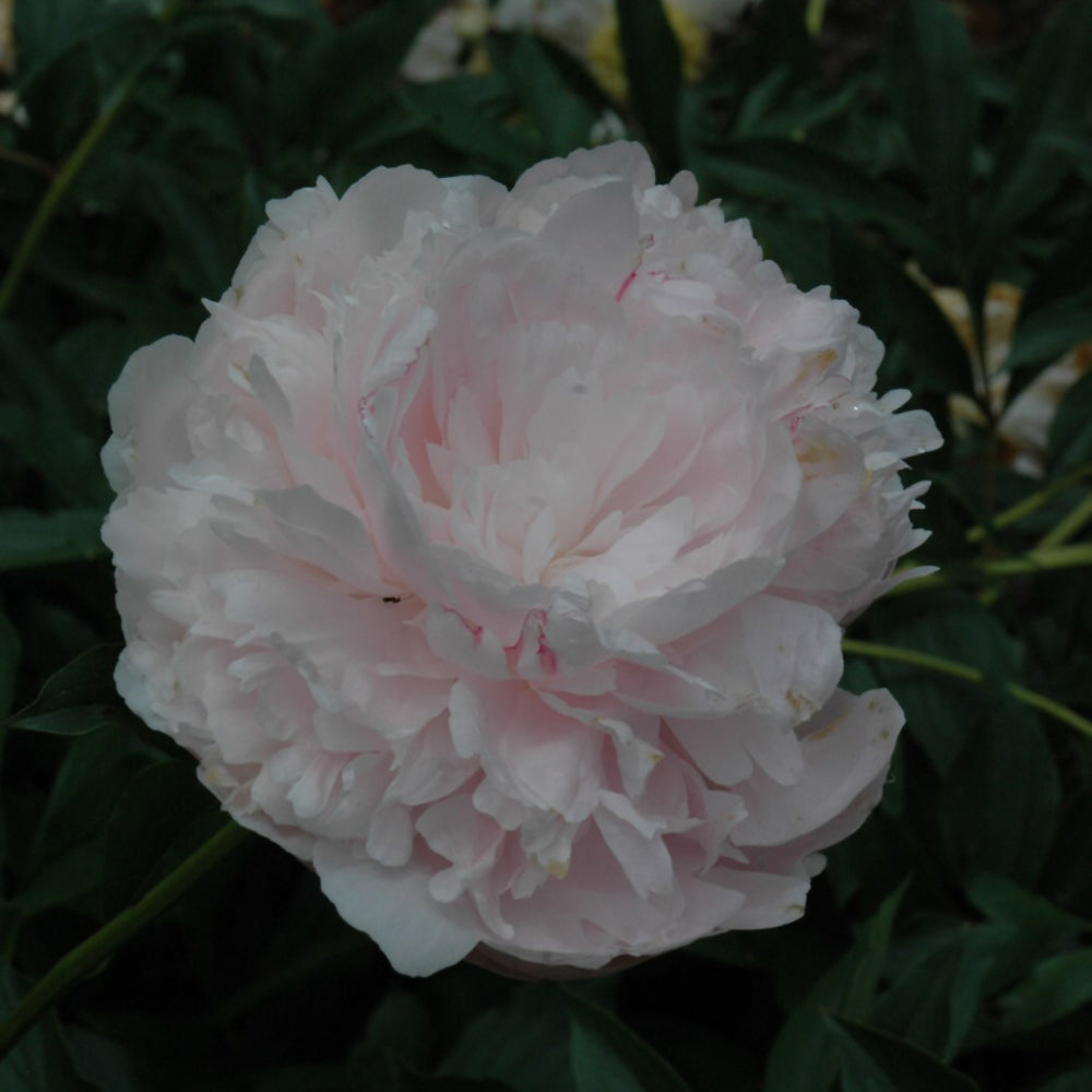 PAEONIA ALBERT CROUSSE