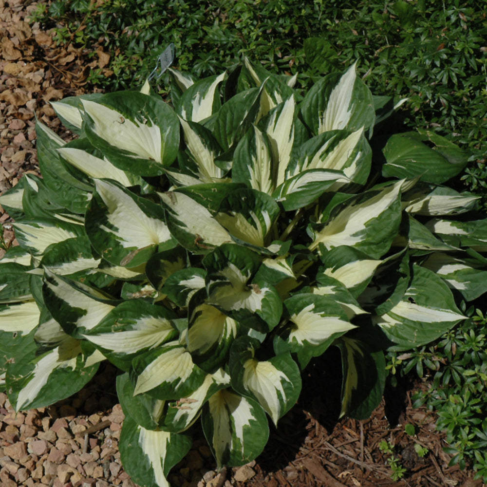 HOSTA LOYALIST