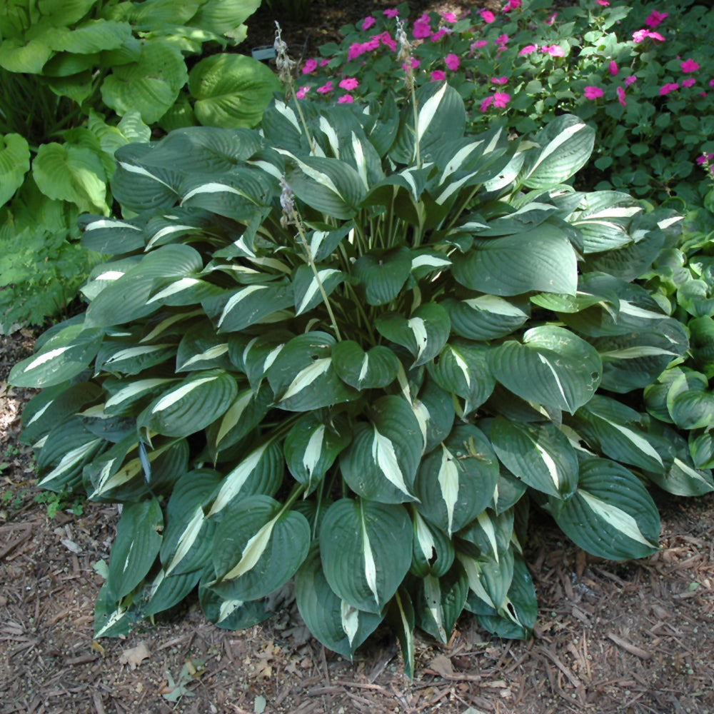 HOSTA RISKY BUSINESS