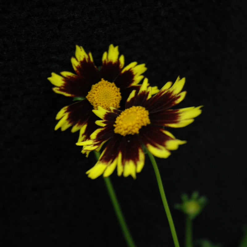 COREOPSIS COSMIC EYE