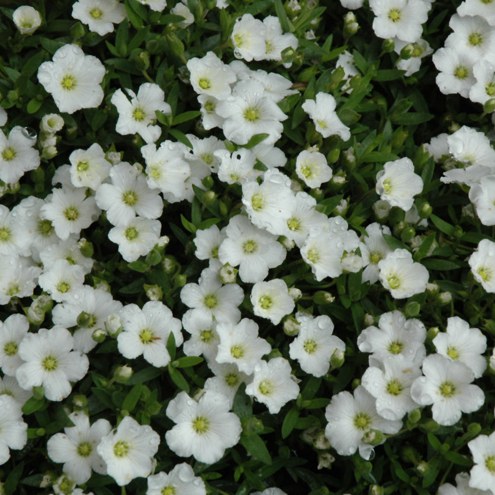 GYPSOPHILA CERASTIOIDES