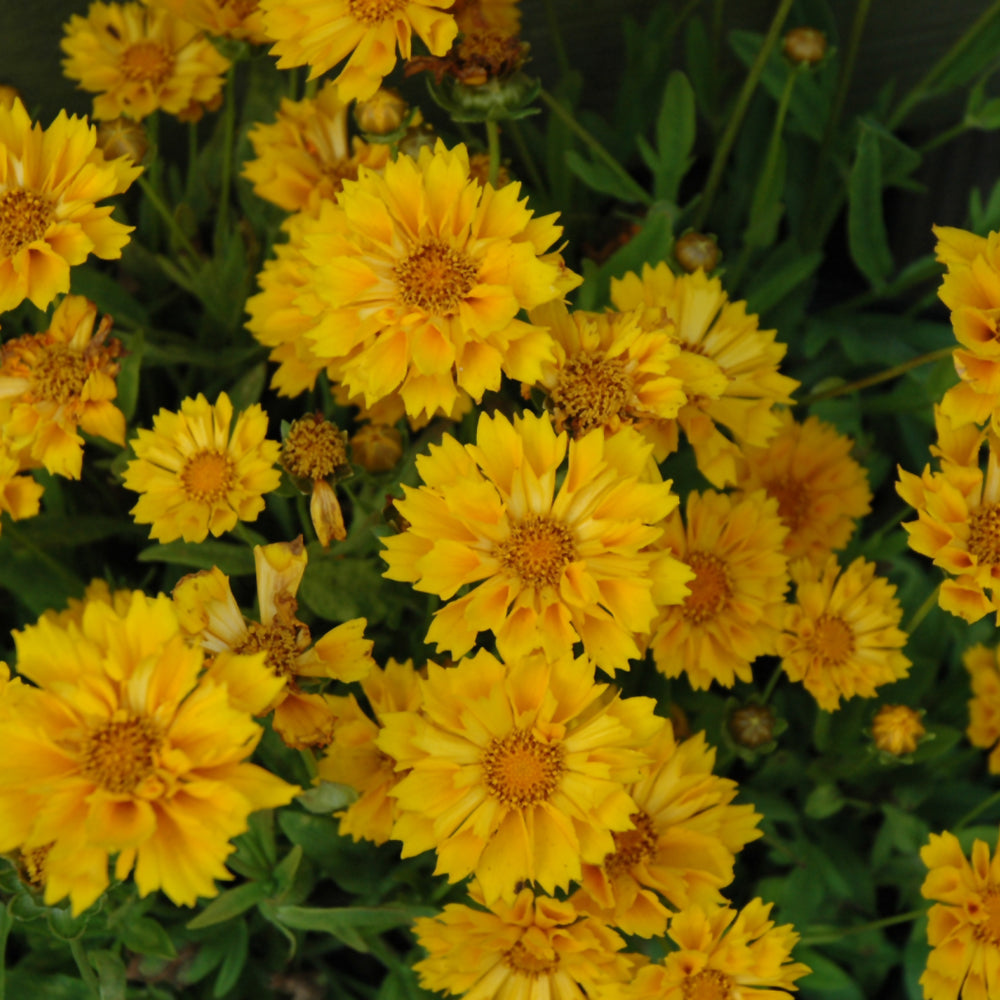 COREOPSIS JETHRO TULL