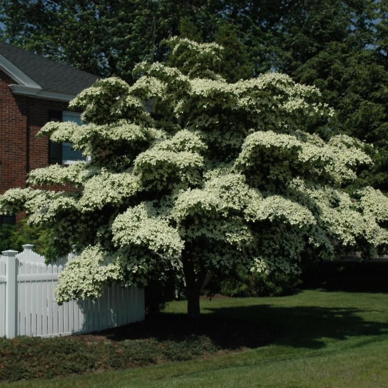 DOGWOOD CHINESE