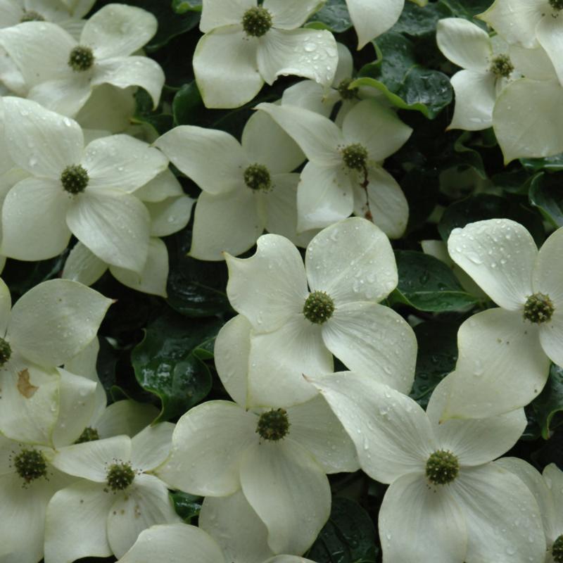 DOGWOOD CHINESE