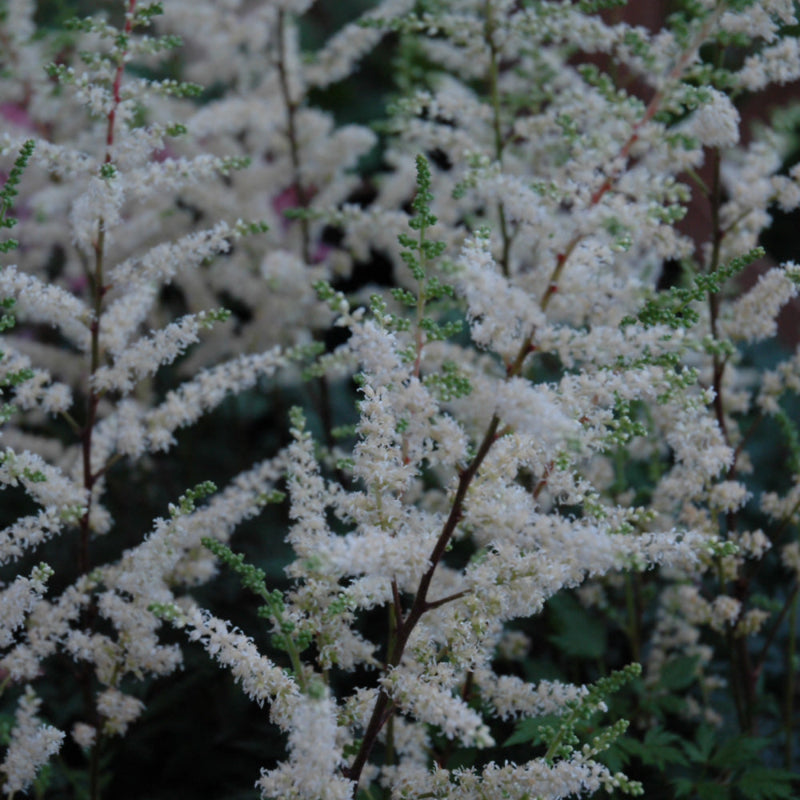 ASTILBE EDENS TWINKLE