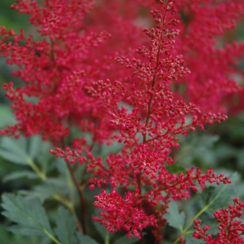 ASTILBE RED SENTINEL
