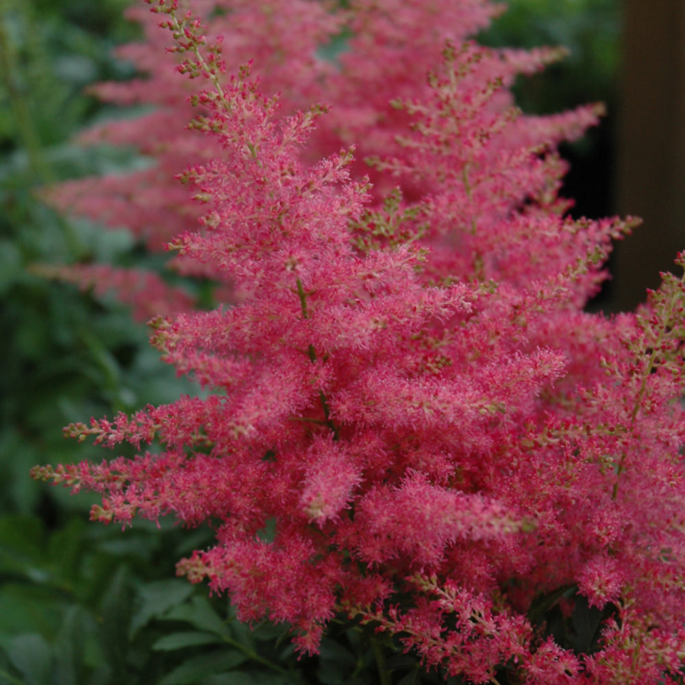 ASTILBE YOUNIQUE CARMINE
