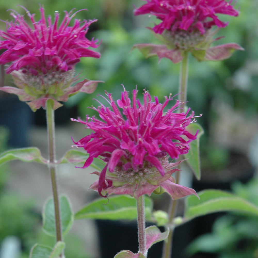 MONARDA PURPLE ROOSTER