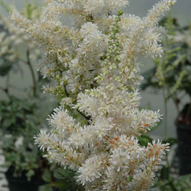 ASTILBE VISIONS IN WHITE