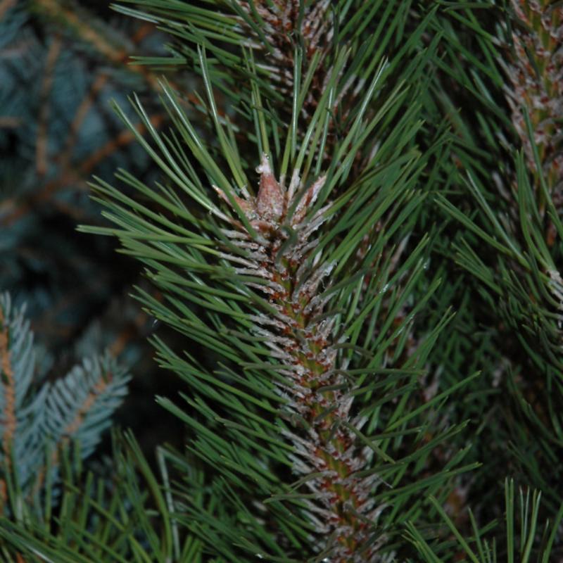 PINE ARNOLD SENTINEL