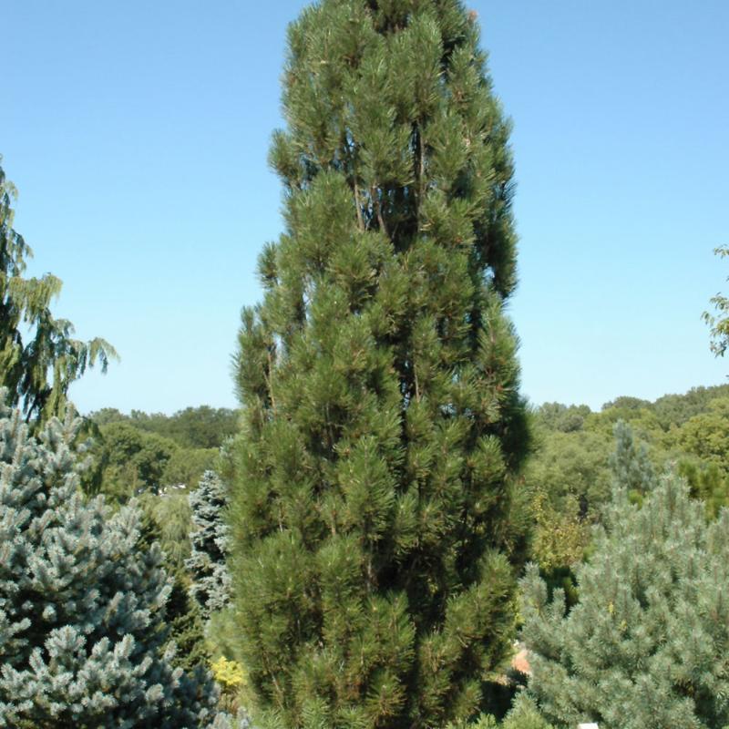 PINE ARNOLD SENTINEL