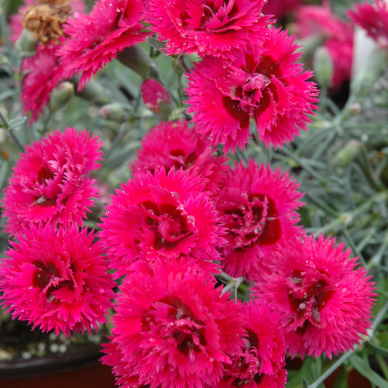 DIANTHUS STAR DOUBLE STARLETTE