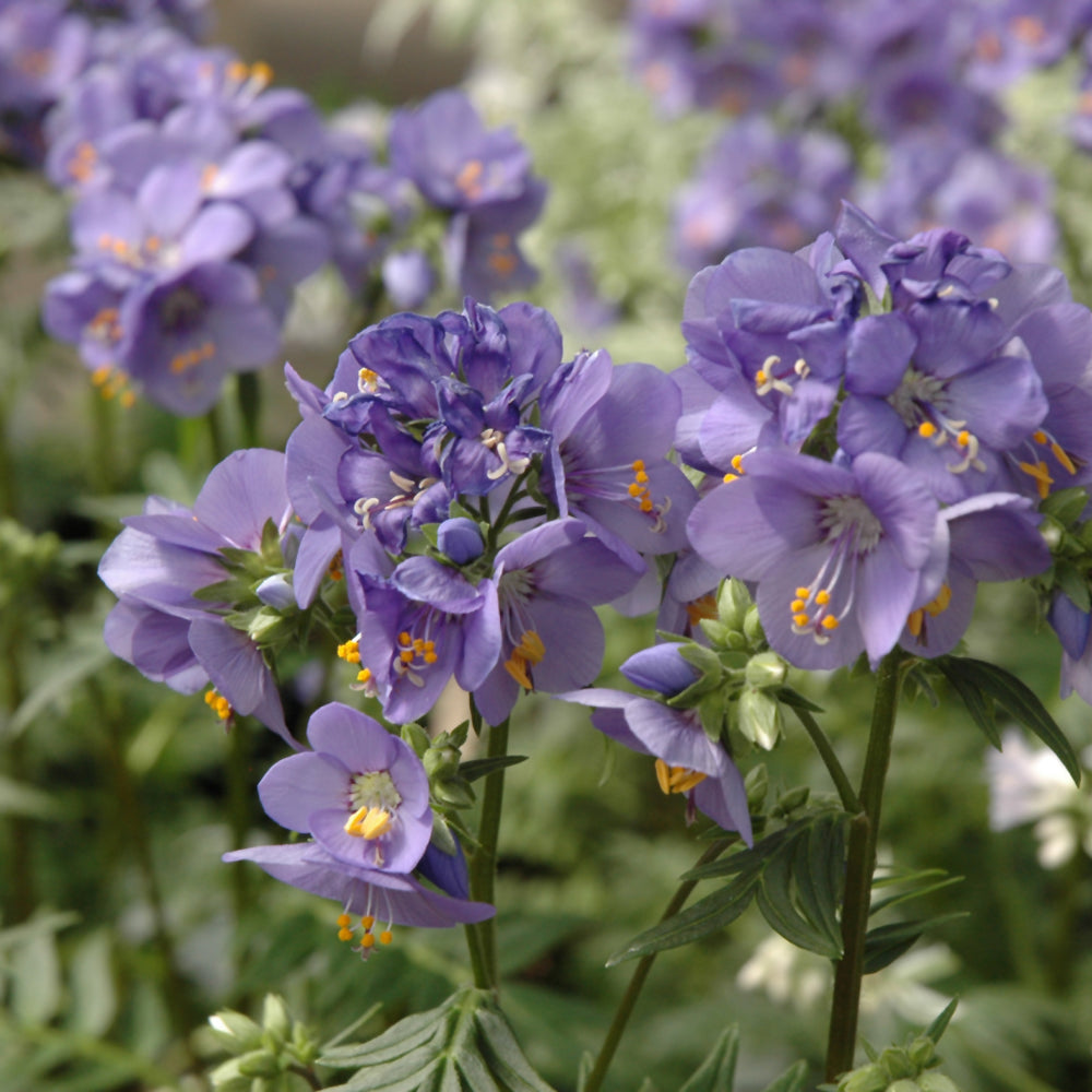 POLEMONIUM BRESSINGHAM PURPLE