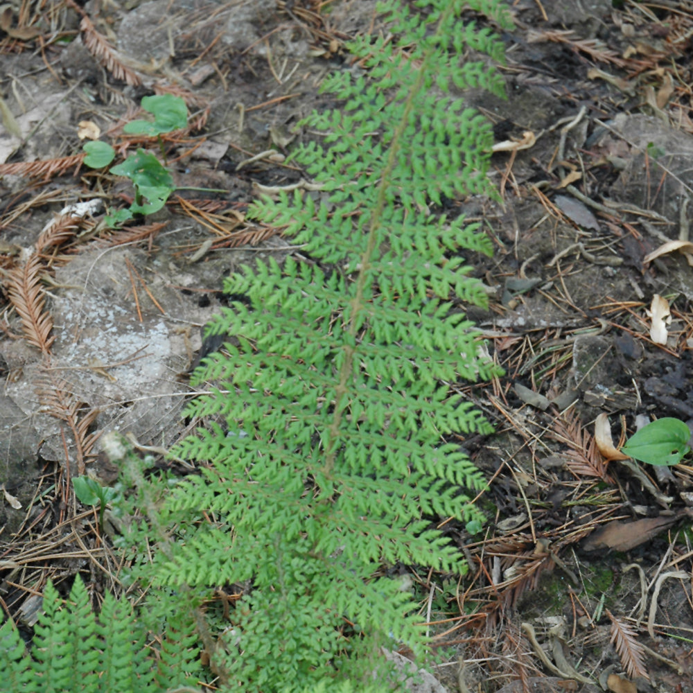 POLYSTICHUM HERRENHAUSEN