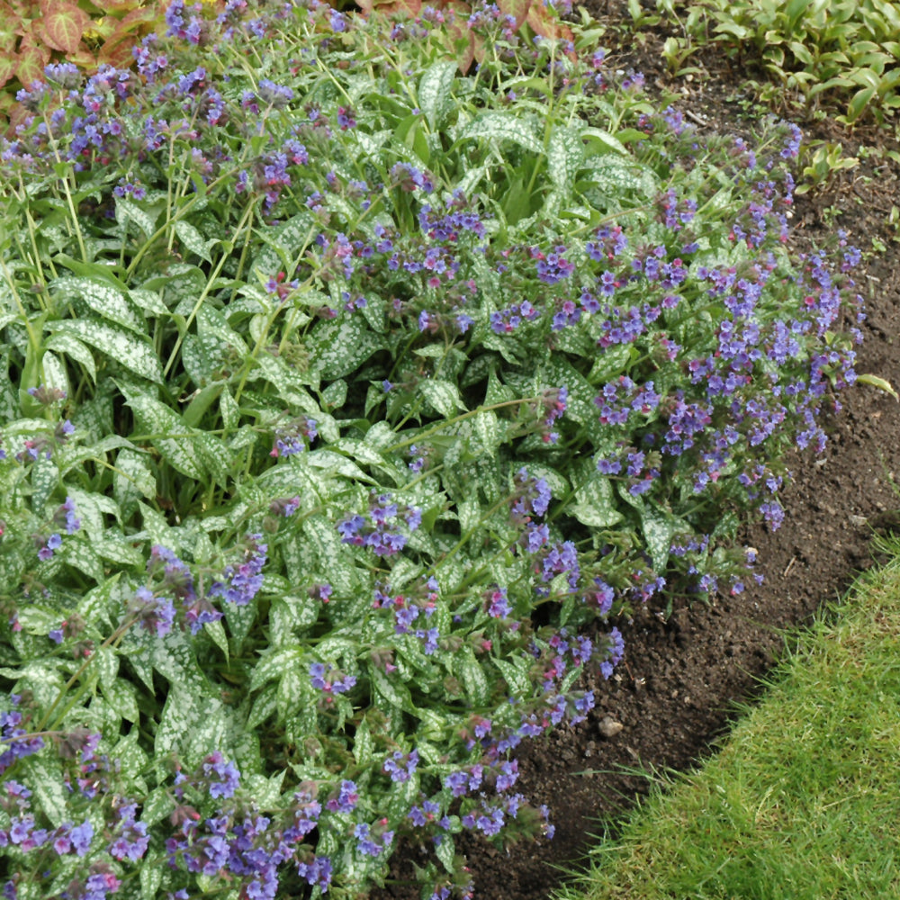 PULMONARIA TREVI FOUNTAIN