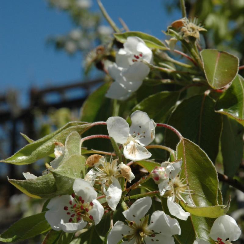 PEAR CLAPP'S FAVOURITE