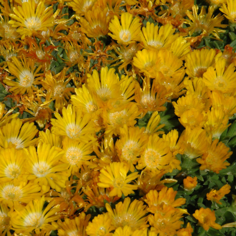 DELOSPERMA BASUTICUM