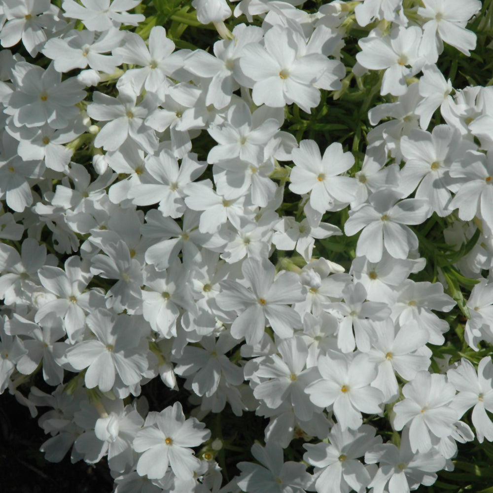 PHLOX WHITE DELIGHT