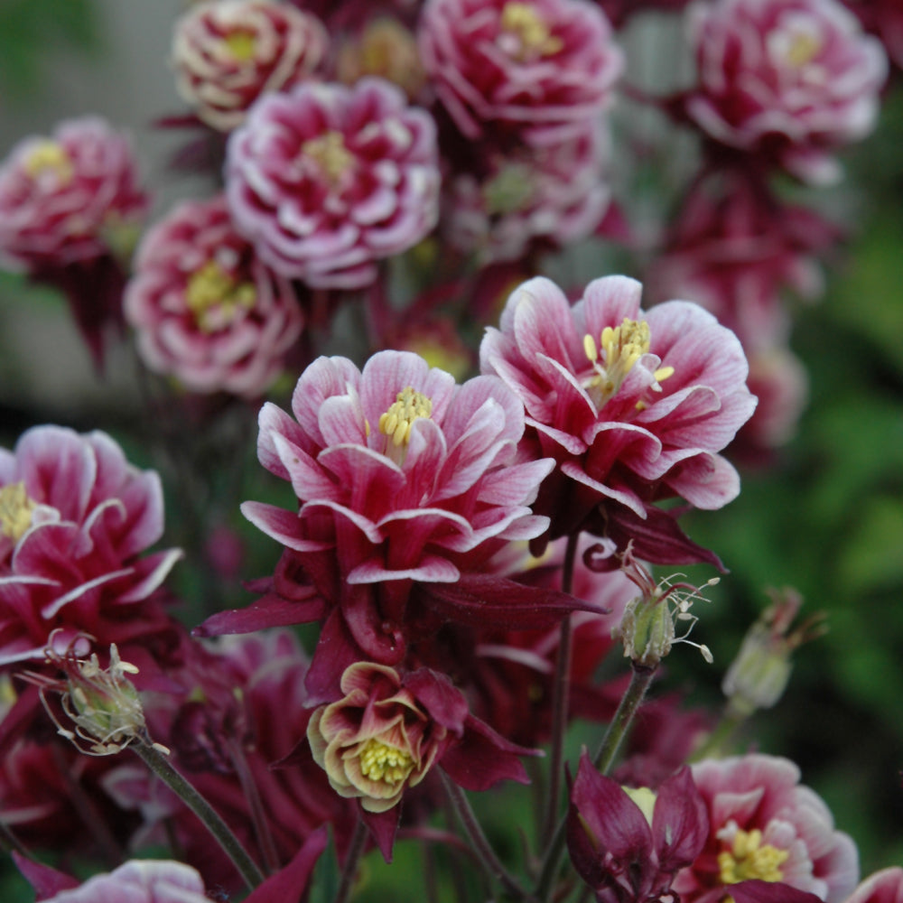 AQUILEGIA WINKY DOUBLE RED-WHITE