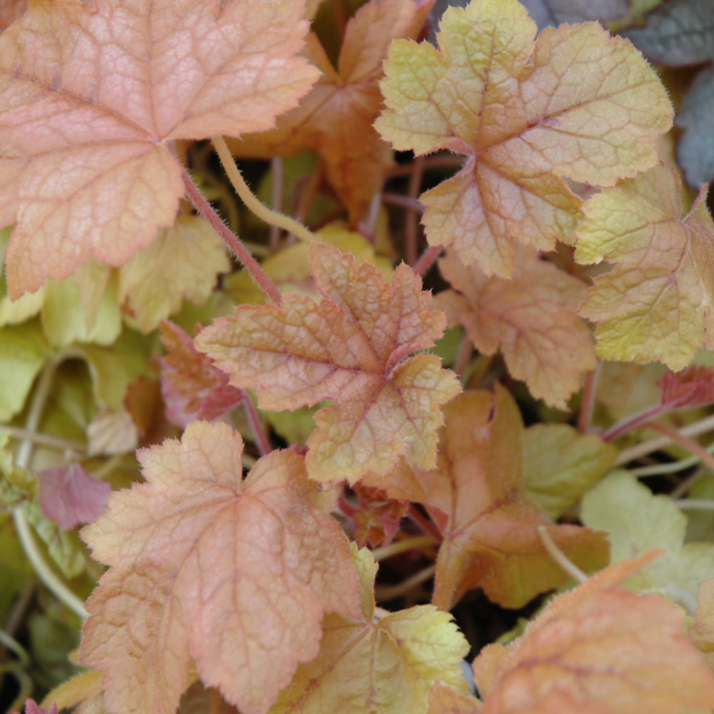 HEUCHERELLA REDSTONE FALLS