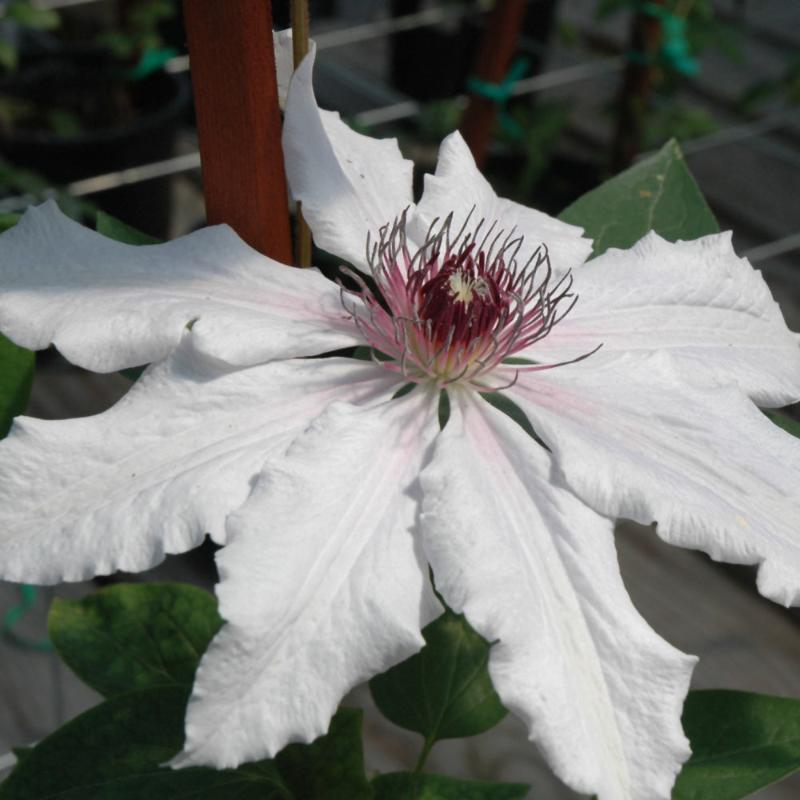 CLEMATIS SNOW QUEEN