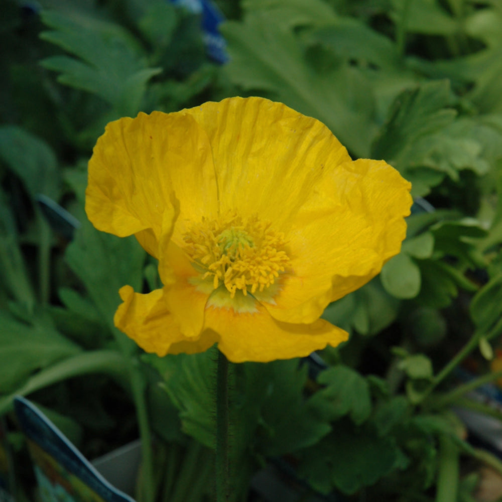 PAPAVER GARDEN GNOME